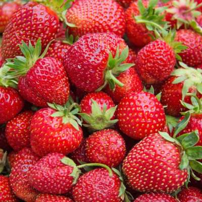 Wholesale Strawberries Dried Freeze Strawberry from South Africa